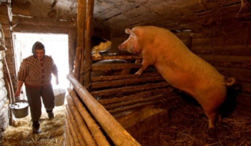 Там, где вёдрами каши не наносишь